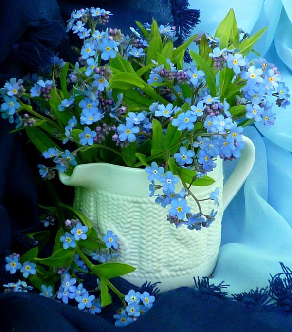 ландыш голубой