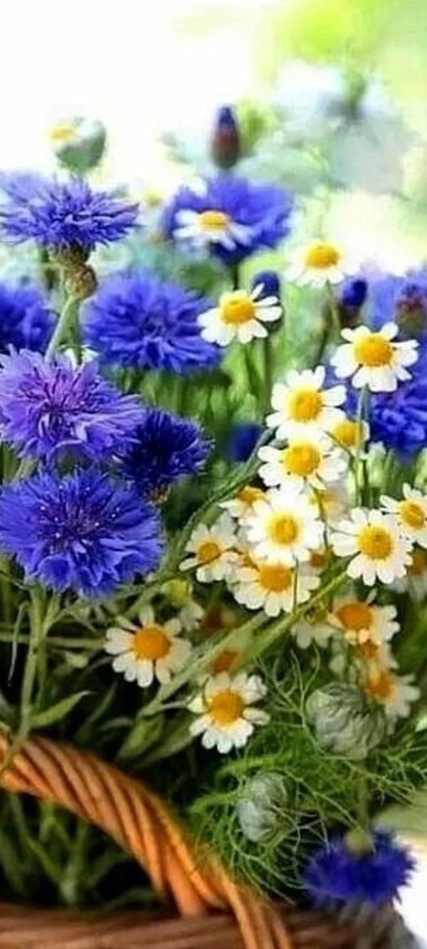 чудесного летнего дня