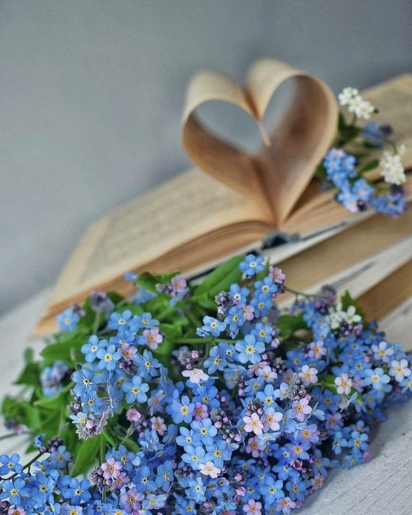 незабудка голубая