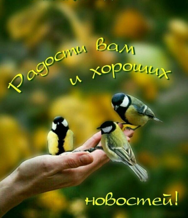 12 ноября синичкин день