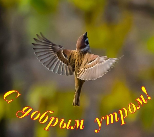 воробей летает