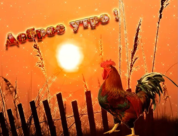 петух поет
