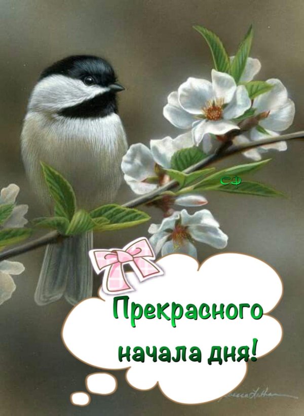 живопись птицы