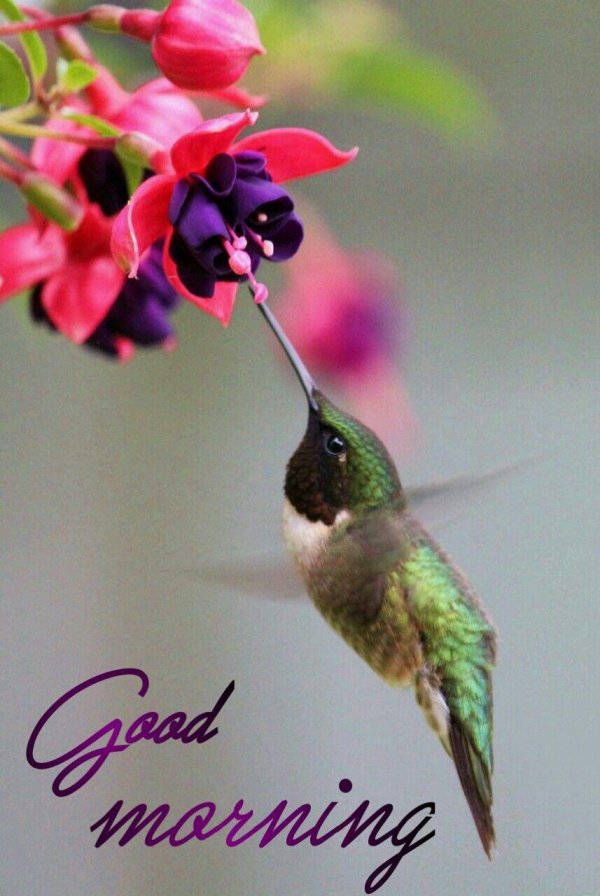 good morning hummingbird