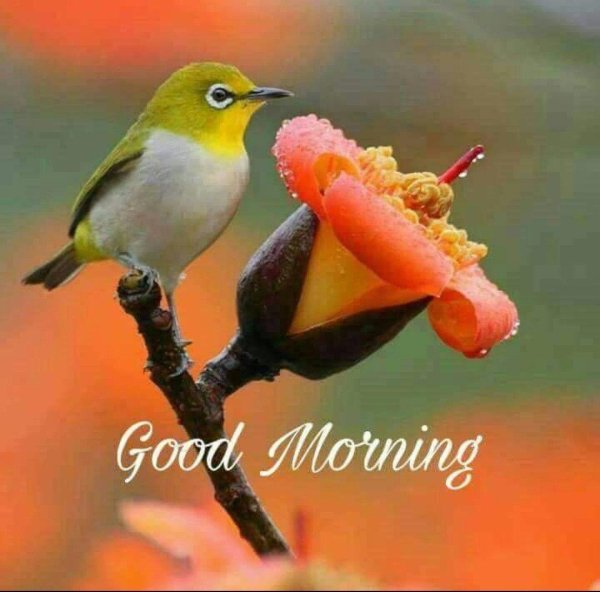 экзотические птицы