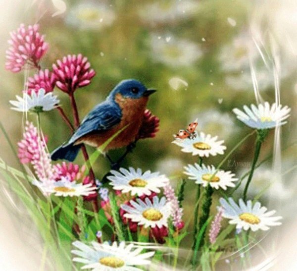 природа птицы