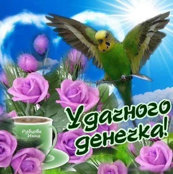 зелёный волнистый попугай