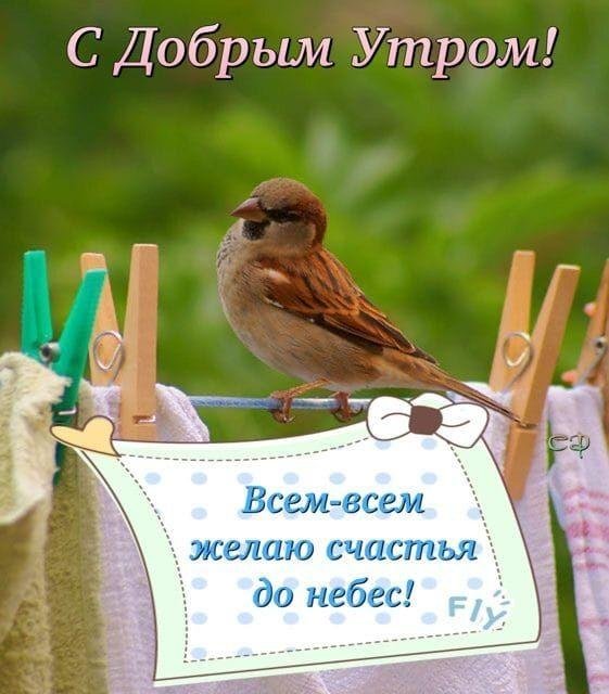 красноголовый воробей