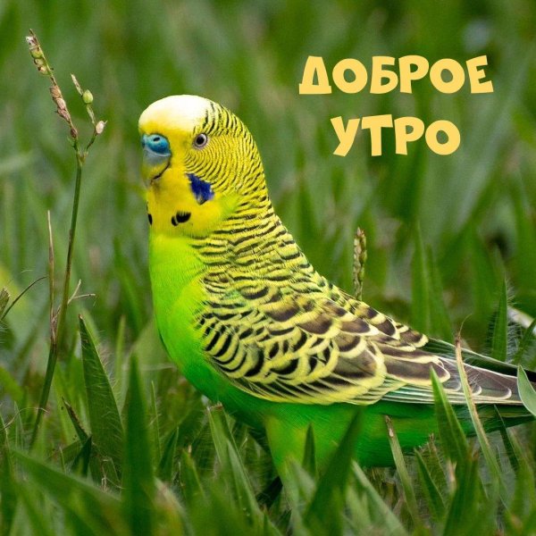 волнистый попугайчик зеленый