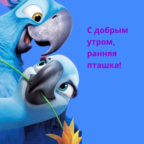 рио голубчик