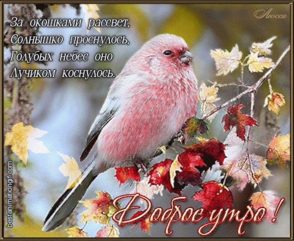 урагус длиннохвостый снегирь