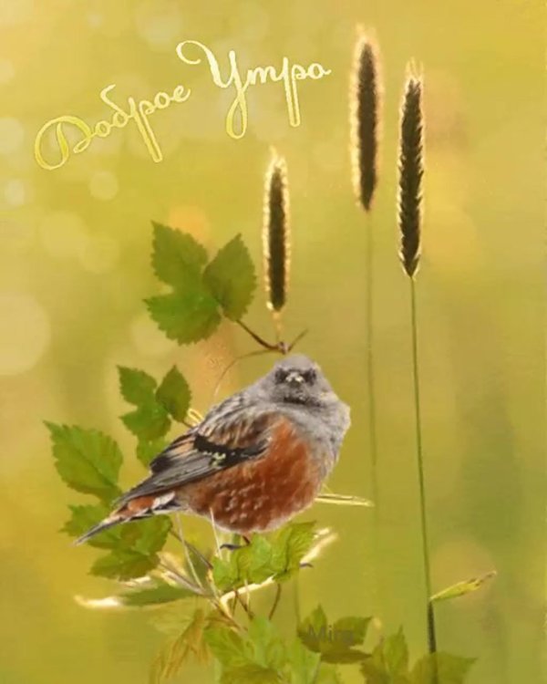 Доброе утро с птицами с надписями