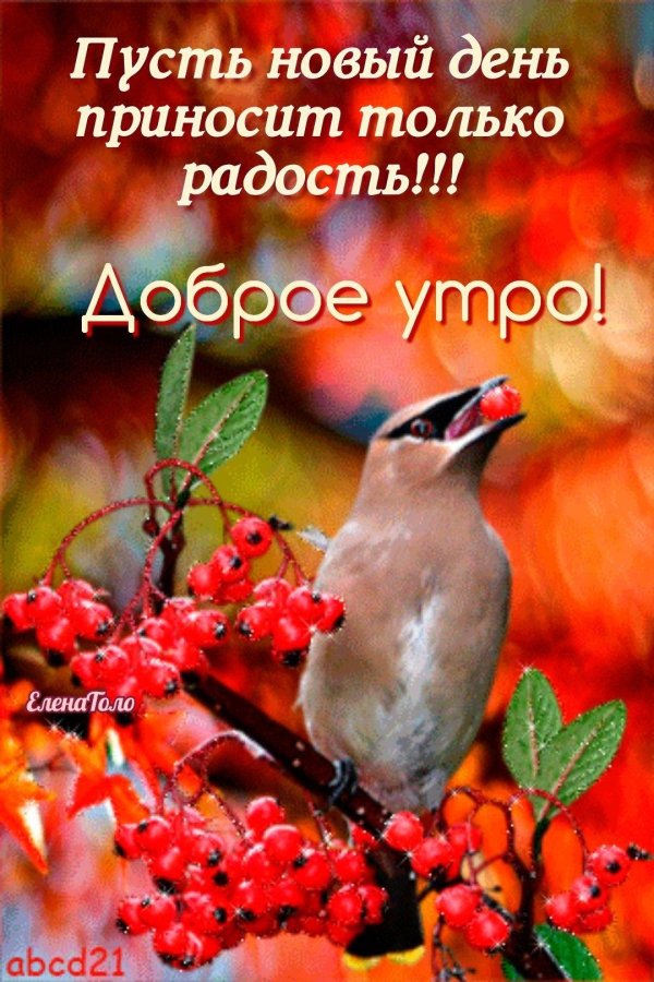 осенние птицы