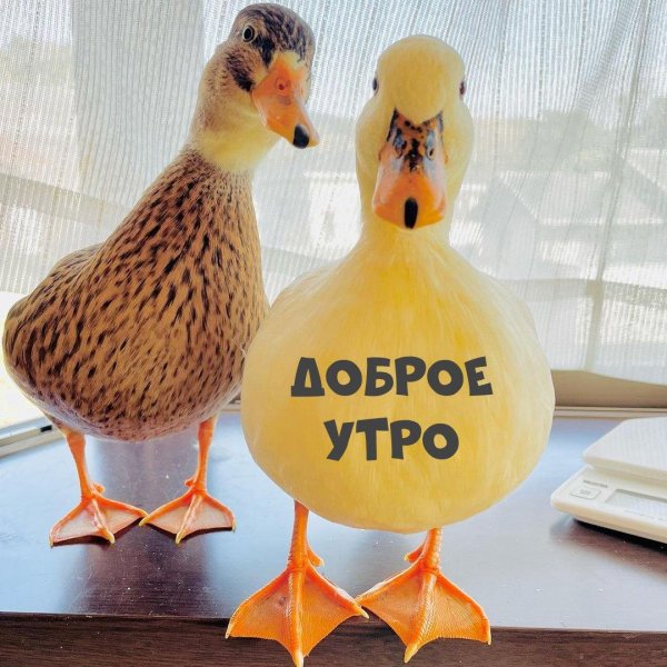 милые уточки