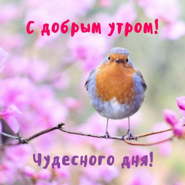 летние птички