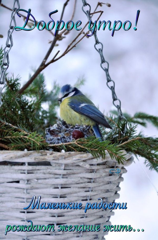 синица лазоревка