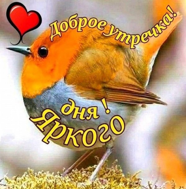 зарянка малиновка