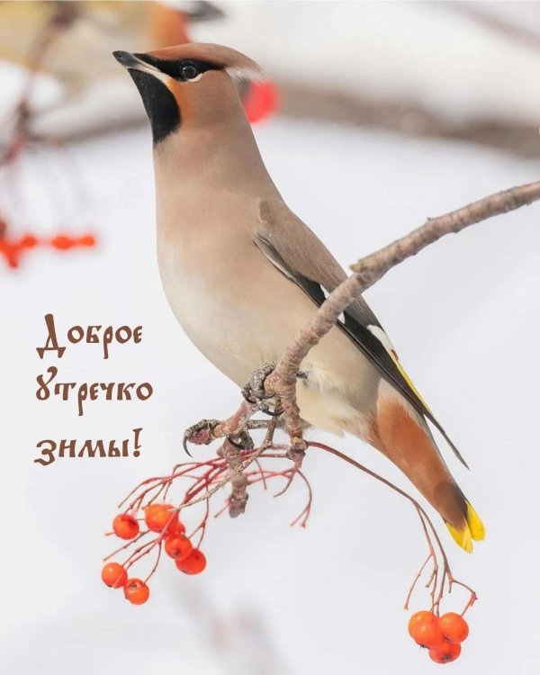 свиристель сибирская