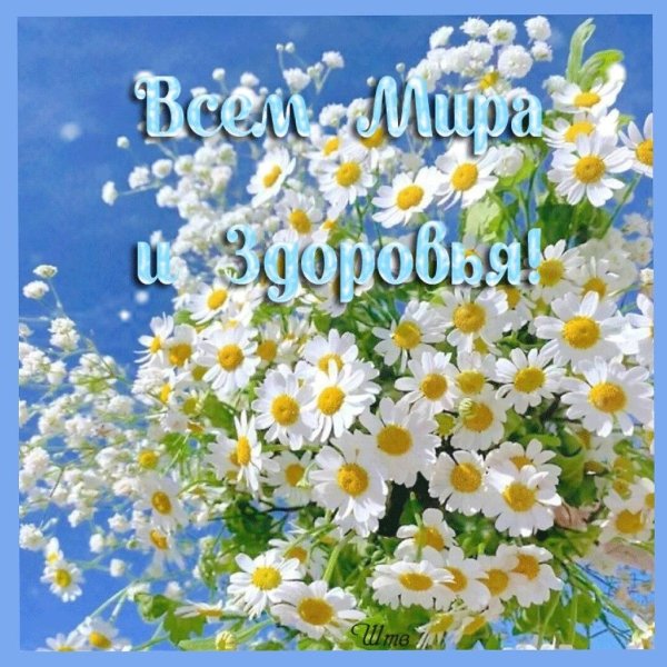 букет ромашек