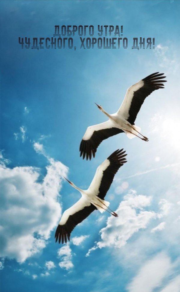 журавль аист