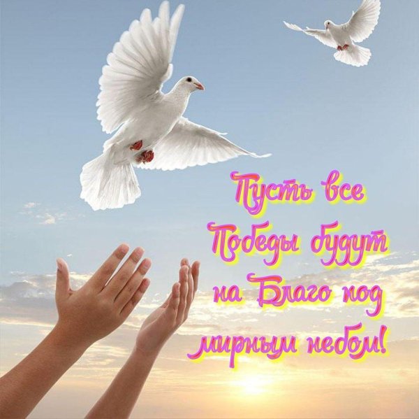 голубь душа