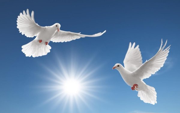 белая голубь