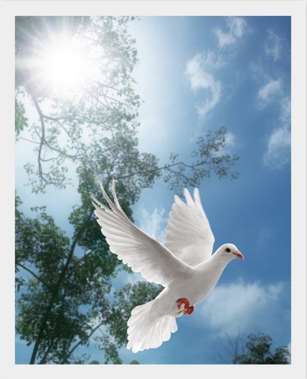 белая голубь