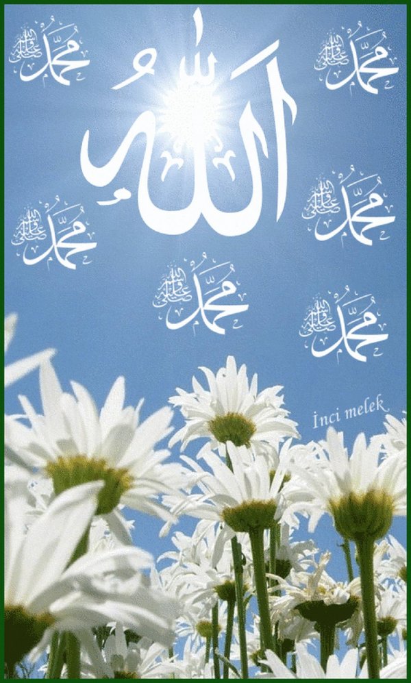 ромашковое поле