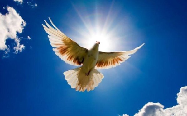 белая голубь