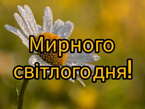 ромашка цветки