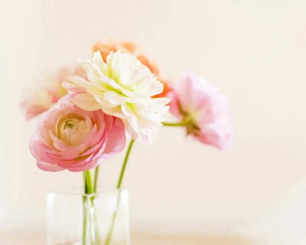 ранункулюс фотообои