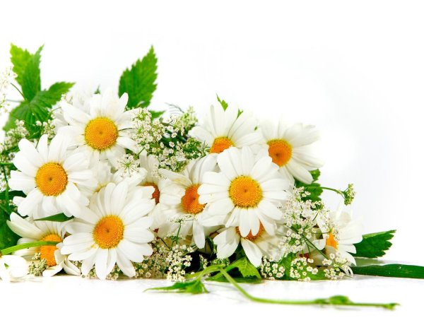 ромашка букет