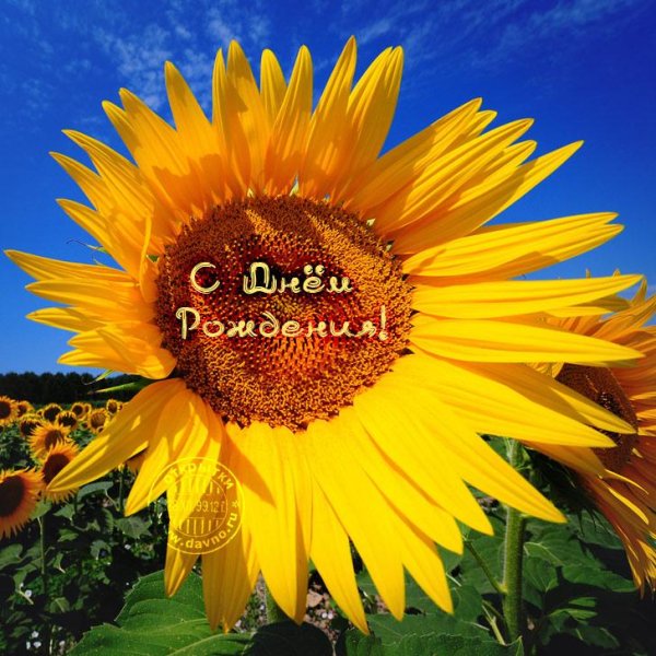 открытка с подсолнухами