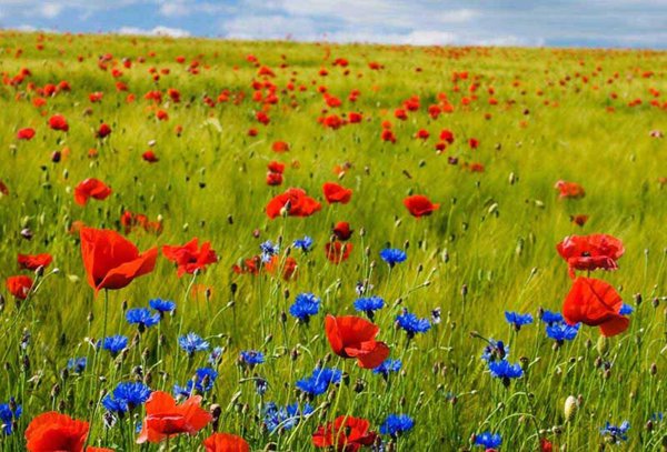 мак полевой василек