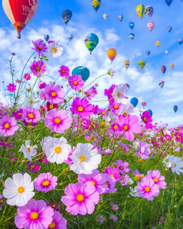 космея злата