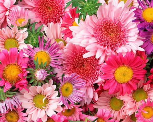 яркие цветы