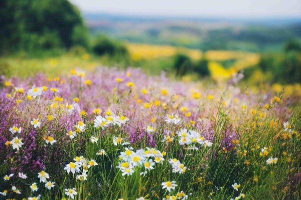 цветочные луга