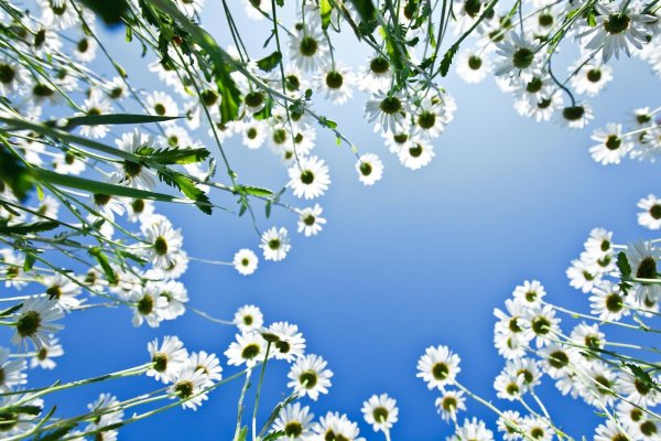 полевой цветок