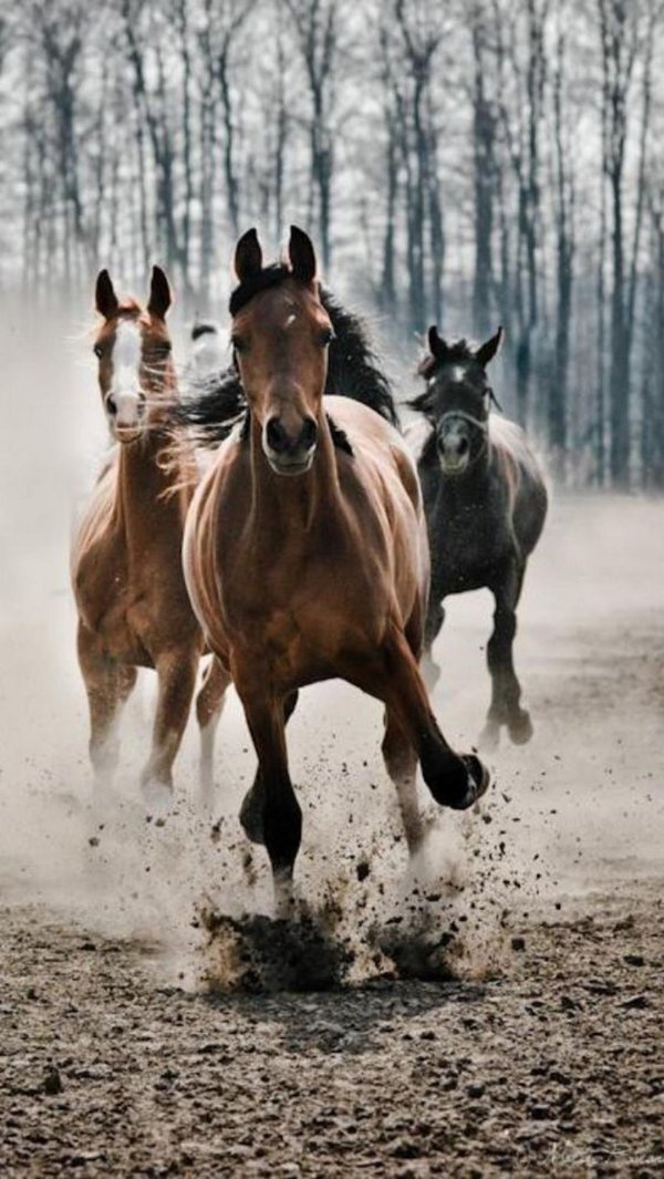 гнедой табун