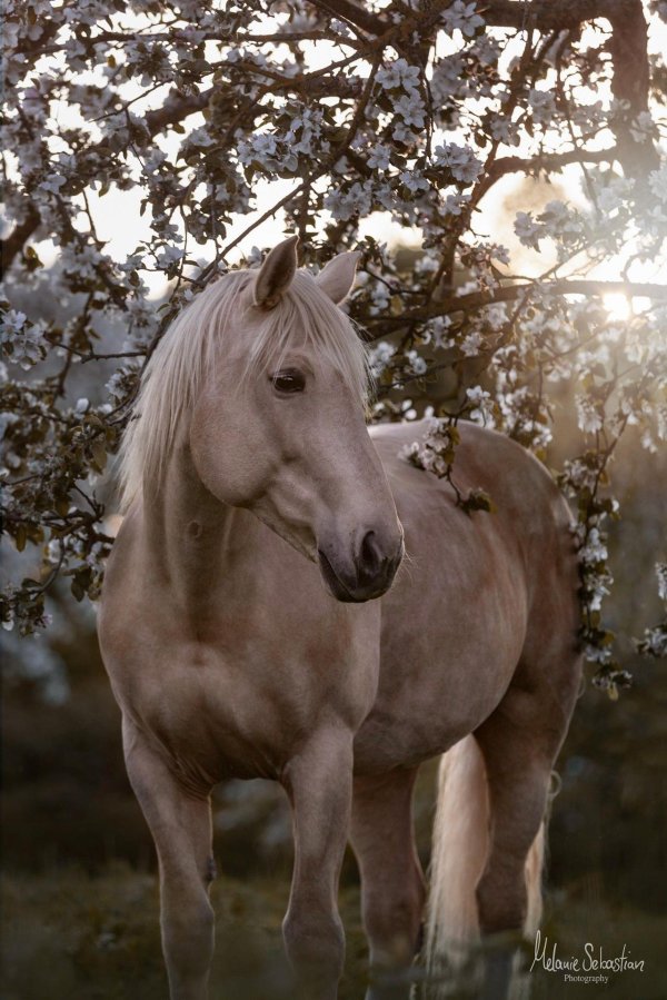 лошади красивые