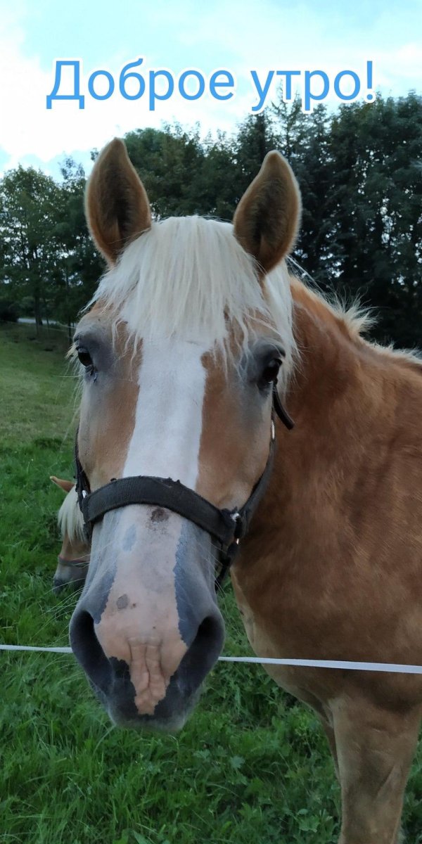 голова лошади