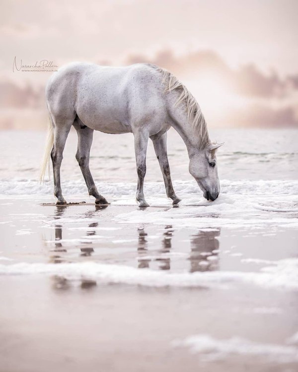 кони лошади