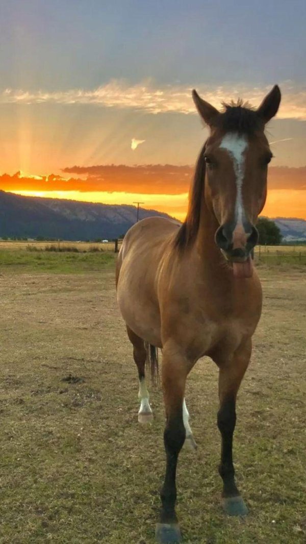 лошади в поле