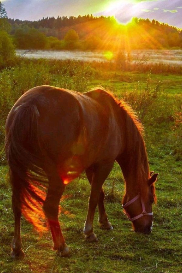 прекрасные лошади