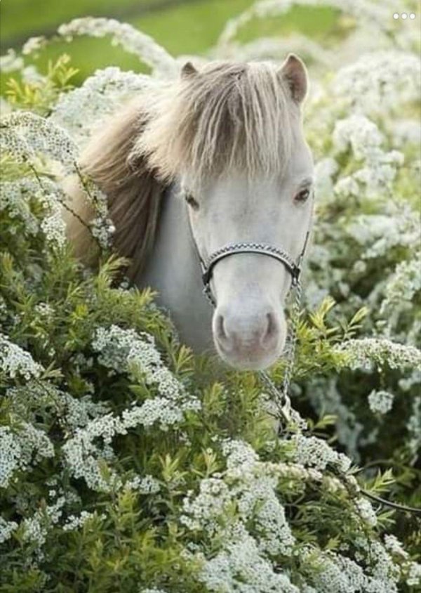 шетлендский пони