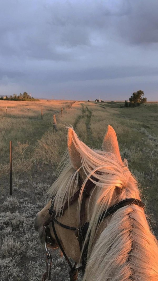 лошади эстетика