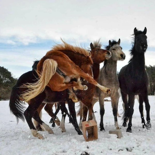 прикольный конь