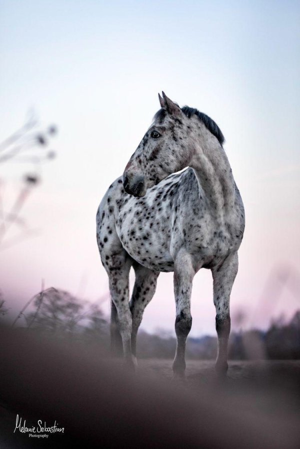 аппалуза чубарая