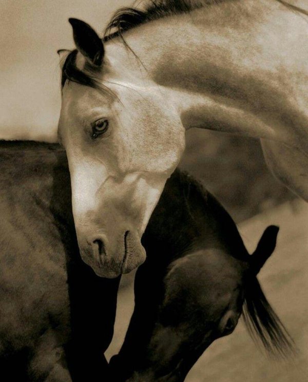 лошади любовь