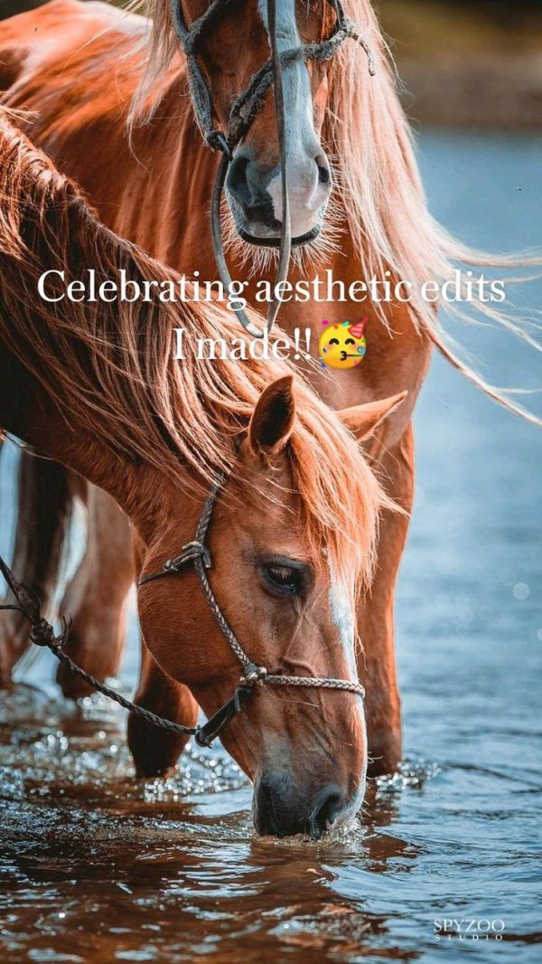 морда лошади